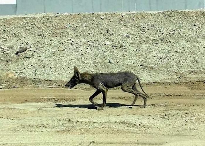 California resident report witnessing Chupacabra