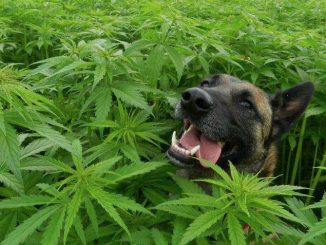 cannabis