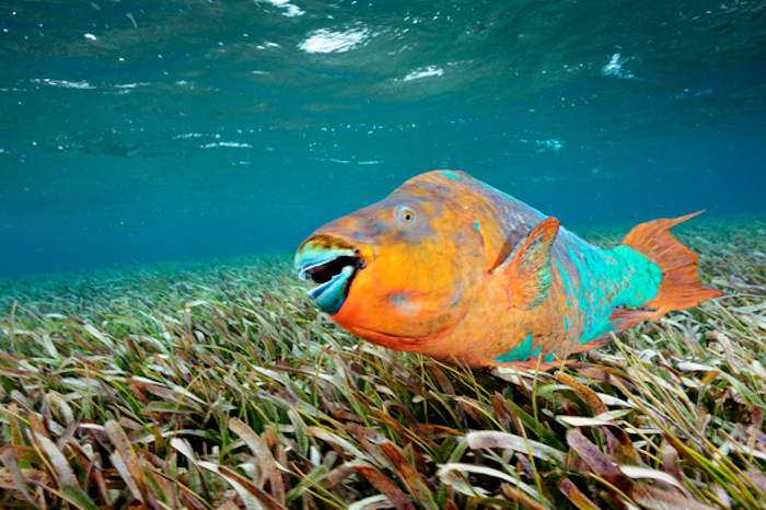 20% percent of male fish are now transgender because of chemicals from the contraceptive pill being flushed down toilets.