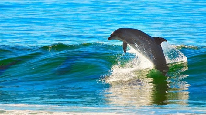 baby dolphin