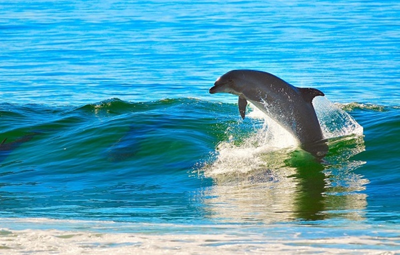 baby dolphin