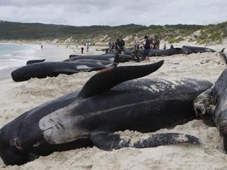 Fukushima scientists claims that world's oceans are now inhabitable