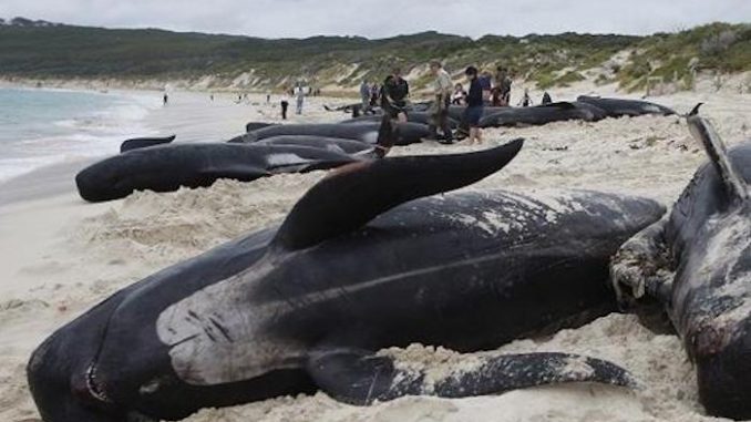 Fukushima scientists claims that world's oceans are now inhabitable