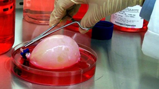 Gene engineering tool allows scientists to grow organs for transplants