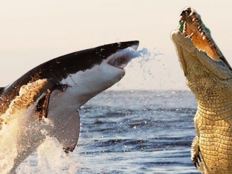 Throughout the ages humanity has debated who would win a fight between an alligator and a shark, and now U.S. researchers have finally provided an answer to the question.
