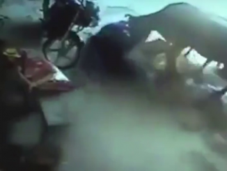 A cow showed more humanity than two men when it attacked them while they were stabbing a young girl to death in a Muslim honor killing.