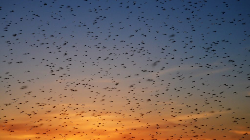 Government releases millions of man-made GM mosquitoes