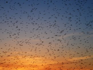 Government releases millions of man-made GM mosquitoes