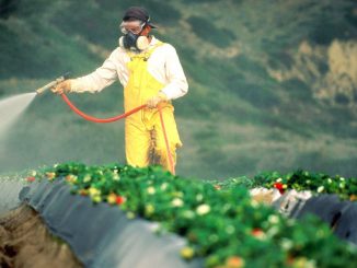 Millions of Californians have been poisoned by Monsanto herbicide 'Roundup'
