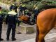 Antifa member jailed for killing police horse