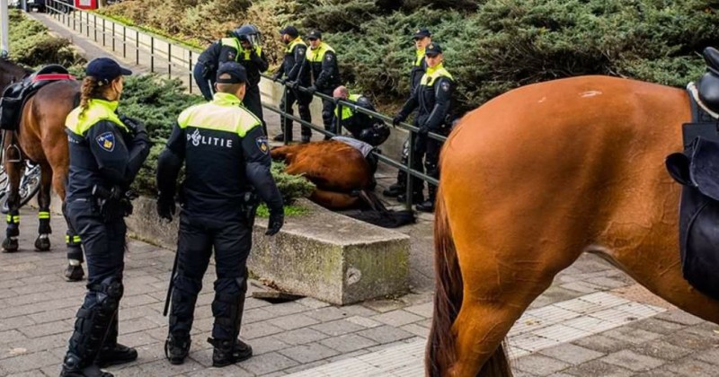 Antifa member jailed for killing police horse