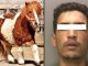 Syrian immigrant caught raping pony in front of children at a German zoo