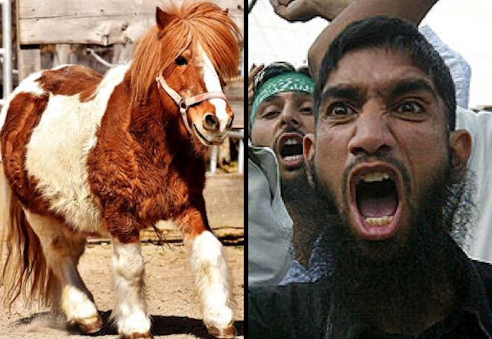 The unnamed refugee from Syria is facing charges for violating the Animal Welfare Act and "causing a public nuisance through sexual acts"