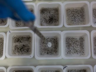 US military develop gene weapon capable of wiping out entire species