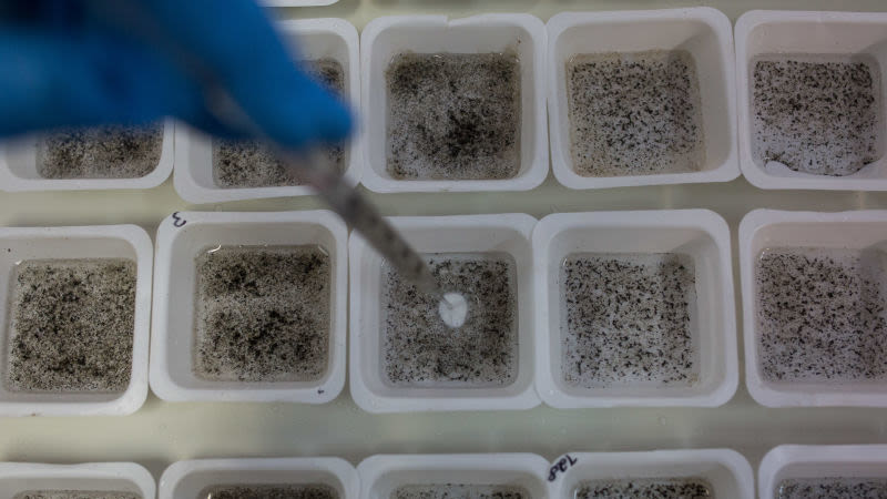 US military develop gene weapon capable of wiping out entire species