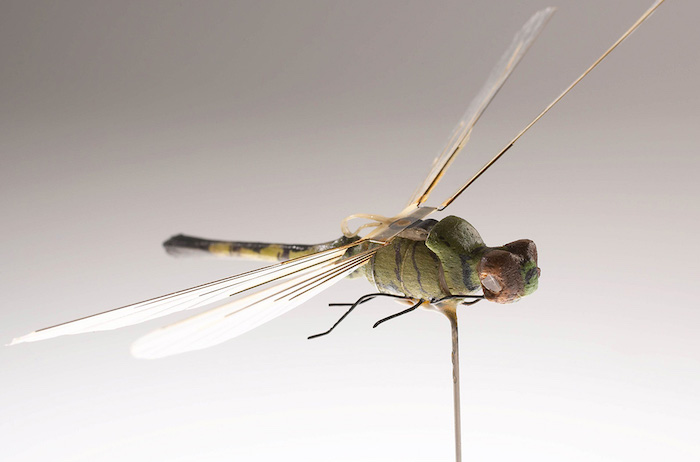 Government have been using insect drones since 1970's