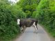 Cow escapes slaughterhouse and hides in forest for 2 weeks