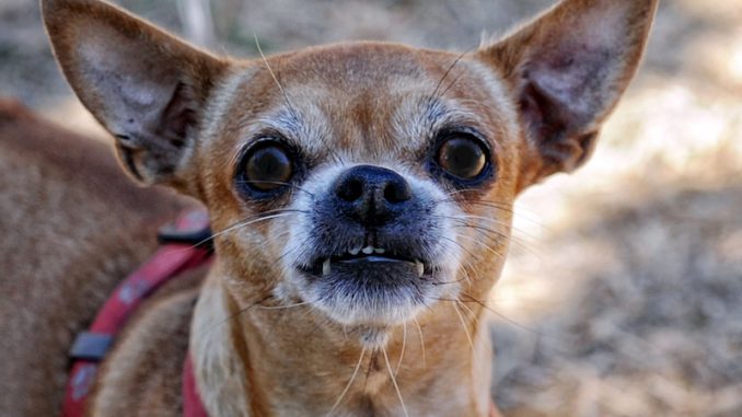 South Carolina chihuahua owners are on edge as a dog serial killer targeting the breed continues a brutal killing spree across the state. 