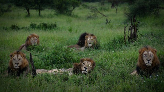 An illegal wildlife poacher, suspected of poisoning lions and selling body parts on the black market, has fallen victim to a dramatic full-on assault by a pride of lions.