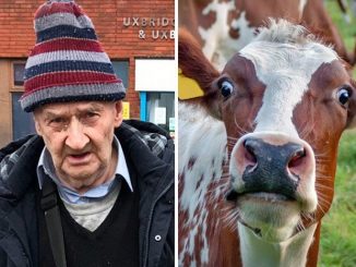 An 80-year-old man has been banned from every farm in Britain after being found guilty of outraging public decency by molesting cows.