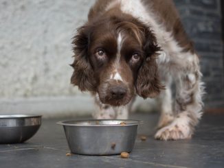 Following a mass recall of its products, a pet food company has been caught using recycled pets as cheap protein in its popular dog food.