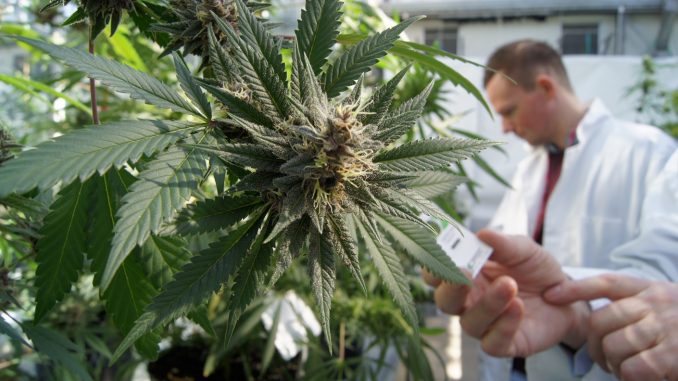 Medical marijuana is most effective anticancer drug, according to researchers