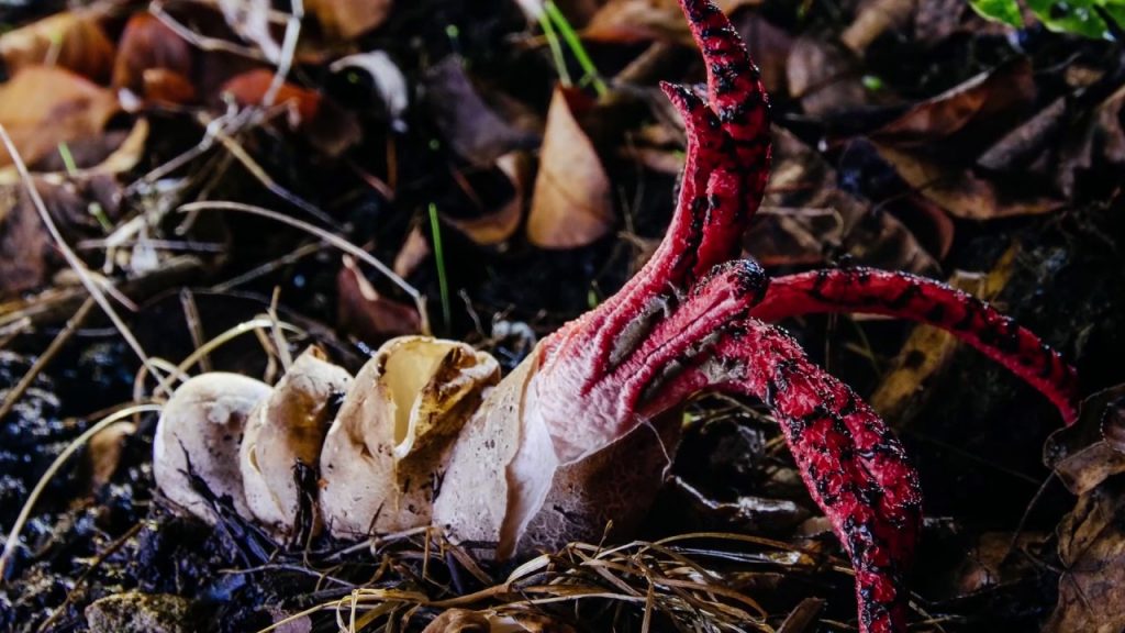 Mushrooms are highly evolved extraterrestrials