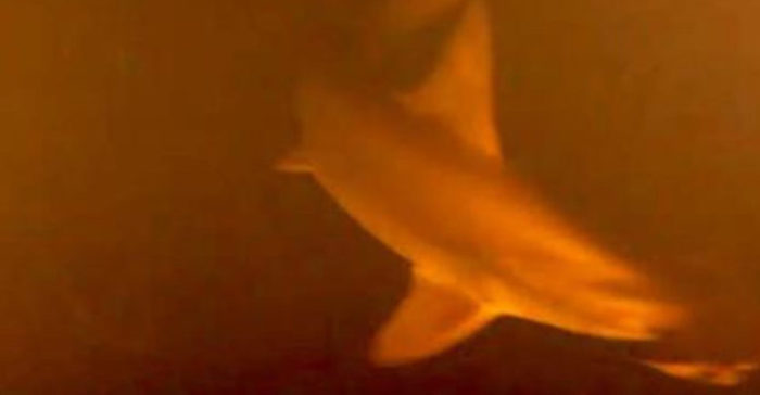 Scientists panic as mutant sharks discovered beneath underwater volcano
