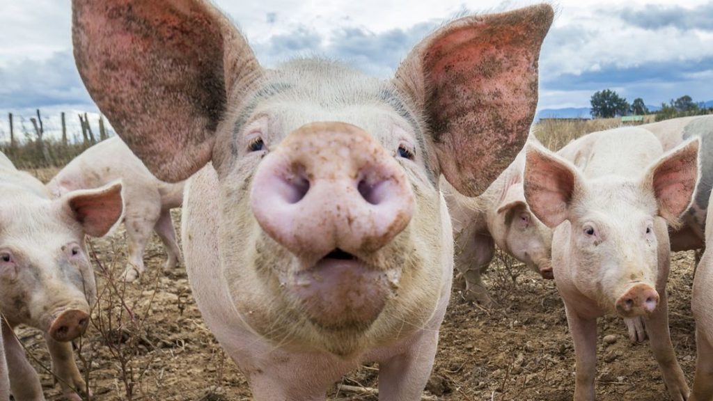 Yale scientists bring 200 decapitated pigs heads back to life