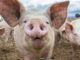 Yale scientists bring 200 decapitated pigs heads back to life