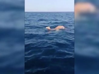 Footage of swimming camels and elephants sparks fears of April apocalypse