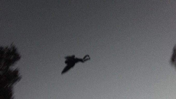 Thousands of residents in Chicago witness The Mothman