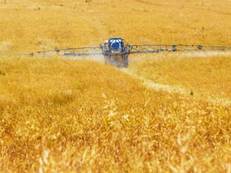 The real reason why wheat is toxic