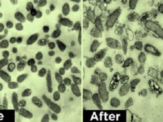 Cancer cells commit suicide after exposure to THC, study finds