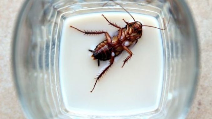 Scientists say they have discovered the next superfood that’s a perfect non-dairy alternative. However, they may have a hard time getting people to try cockroach milk.