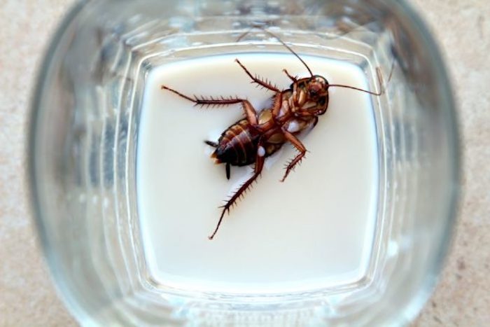 Scientists say they have discovered the next superfood that’s a perfect non-dairy alternative. However, they may have a hard time getting people to try cockroach milk.