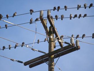 Electromagnetic radiation from phones poses significant risk to life, EU report finds