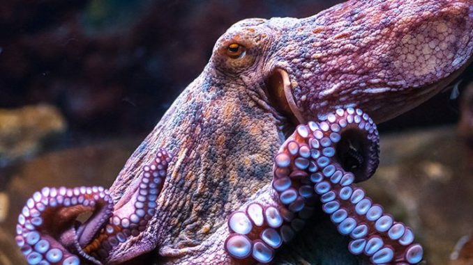 Octopuses are aliens that evolved on another planet before arriving on Earth hundreds of millions of years ago as “cryopreserved” eggs via a process known as panspermia, according to radical research.