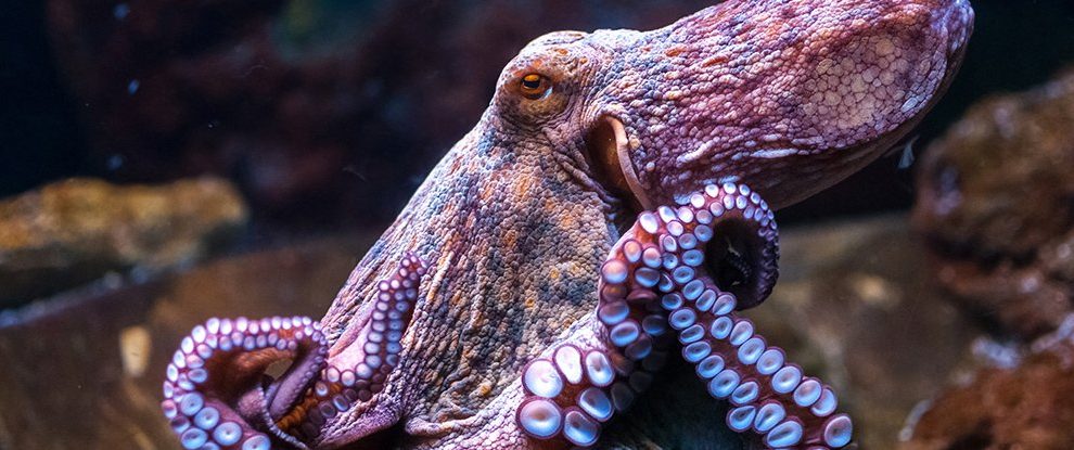 Octopuses are aliens that evolved on another planet before arriving on Earth hundreds of millions of years ago as “cryopreserved” eggs via a process known as panspermia, according to radical research.