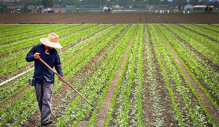 California farmer sent to jail for daring to register a rifle