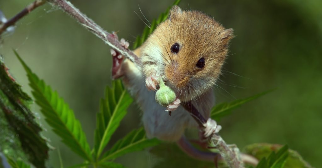 THC found to reverse ageing in mice