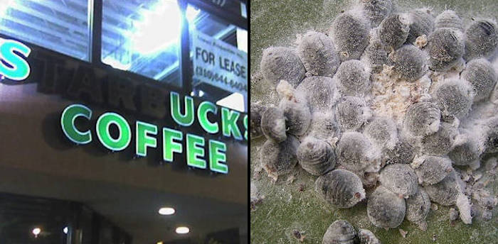 Starbucks drinks are actually lab experiments in creating beverages that look and taste like coffee products but are actually chemically engineered concoctions of GMOs, trans fats, bleach, and more.