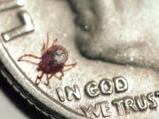 GMO tick invades USA, spreading diseases