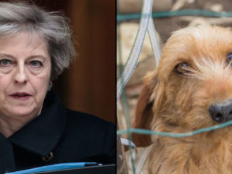 MPs have voted to reject the inclusion of animal sentience into the EU Withdrawal Bill - a move one group says undermines Michael Gove's high animal welfare pledge. 