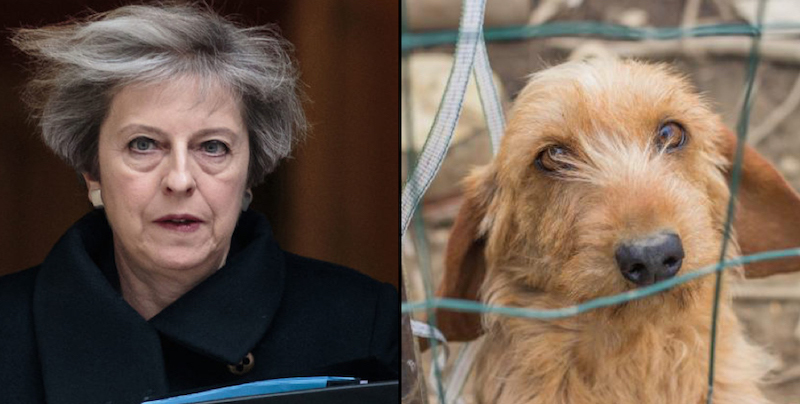 MPs have voted to reject the inclusion of animal sentience into the EU Withdrawal Bill - a move one group says undermines Michael Gove's high animal welfare pledge. 