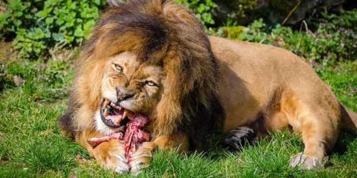 Three poachers have been eaten alive by a pride of lions after breaking into a South African game reserve and hunting rhinos for their horns.