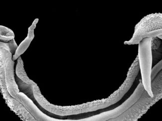 Deadly parasitic worm set to invade Europe due to uncontrolled migration