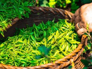 Nanoparticles in tea leaves kill lung cancer cells, study finds