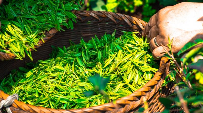 Nanoparticles in tea leaves kill lung cancer cells, study finds