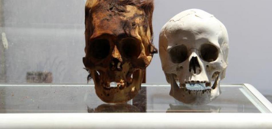 Over 500 scientists have raised questions about the accuracy of Darwinism, claiming the theory of evolution needs to be challenged further.